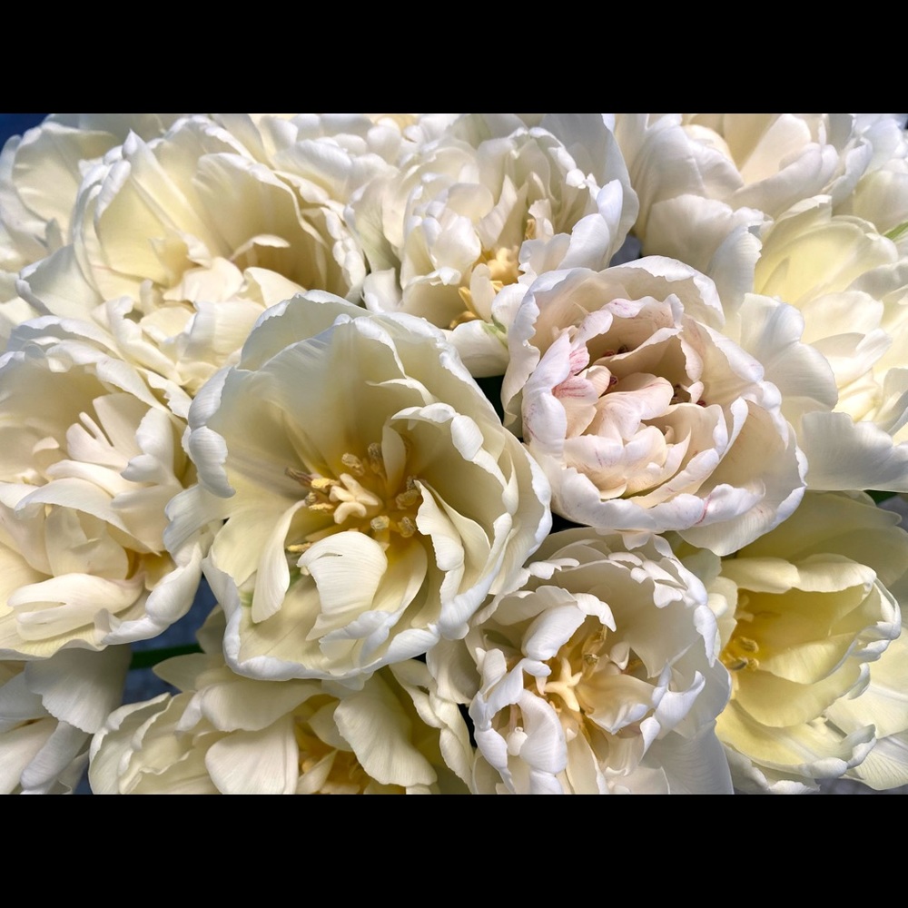 Meet your Posher, Vanessa